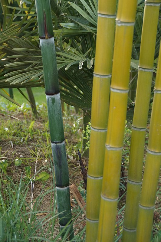 Phyllostachys praecox Violascens